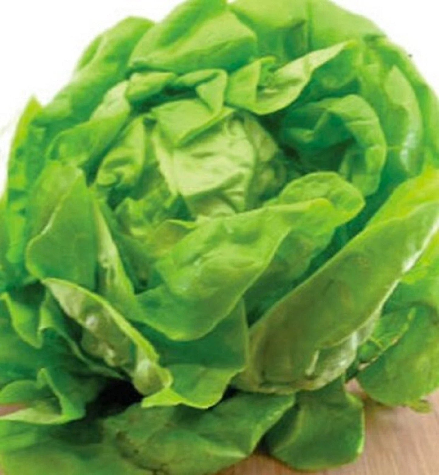 Bibb Lettuce Seeds 500+ Non-GMO Heirloom for Gardening, Lactuca sativa, Salad Greens, Compact Rosette-Forming Leaves