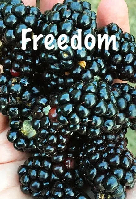 Live Thornless Blackberry Plants - 2 PRIME ARK FREEDOM, Cold Hardy, 2 Crops Annually