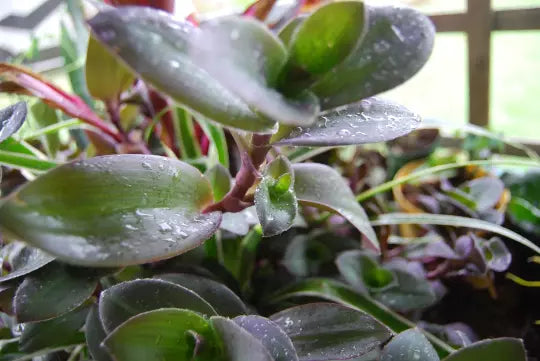 Pale Puma Fuzzy Wandering Jewel Plant - Tradescantia Setcreasea Pallida, Color Changing Indoor Houseplant