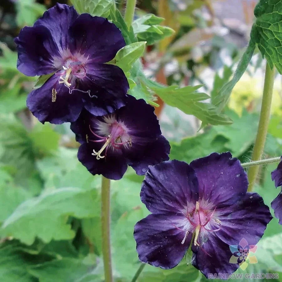 Raven Geranium Seeds - Pelargonium 'Raven' - Vibrant Dark Foliage - Garden, Container, Hanging Basket Plant - 25+ Seeds