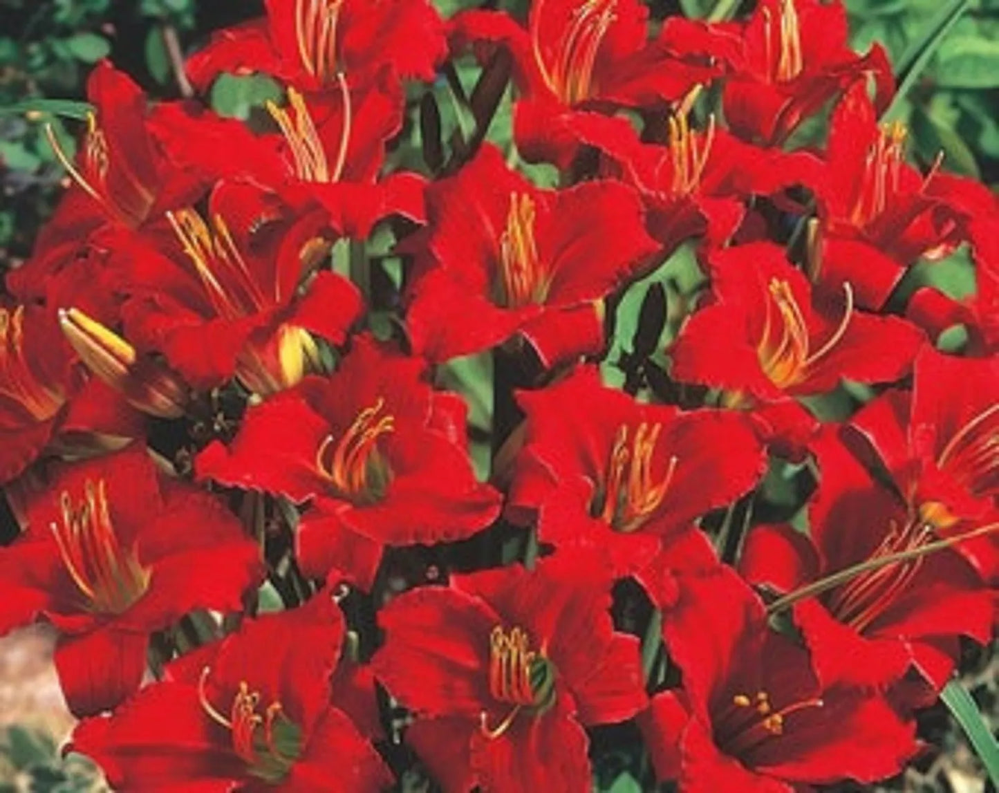 Mixed Daylily Bareroot Plants - 5 Count, Already Sprouting, Hemerocallis spp.