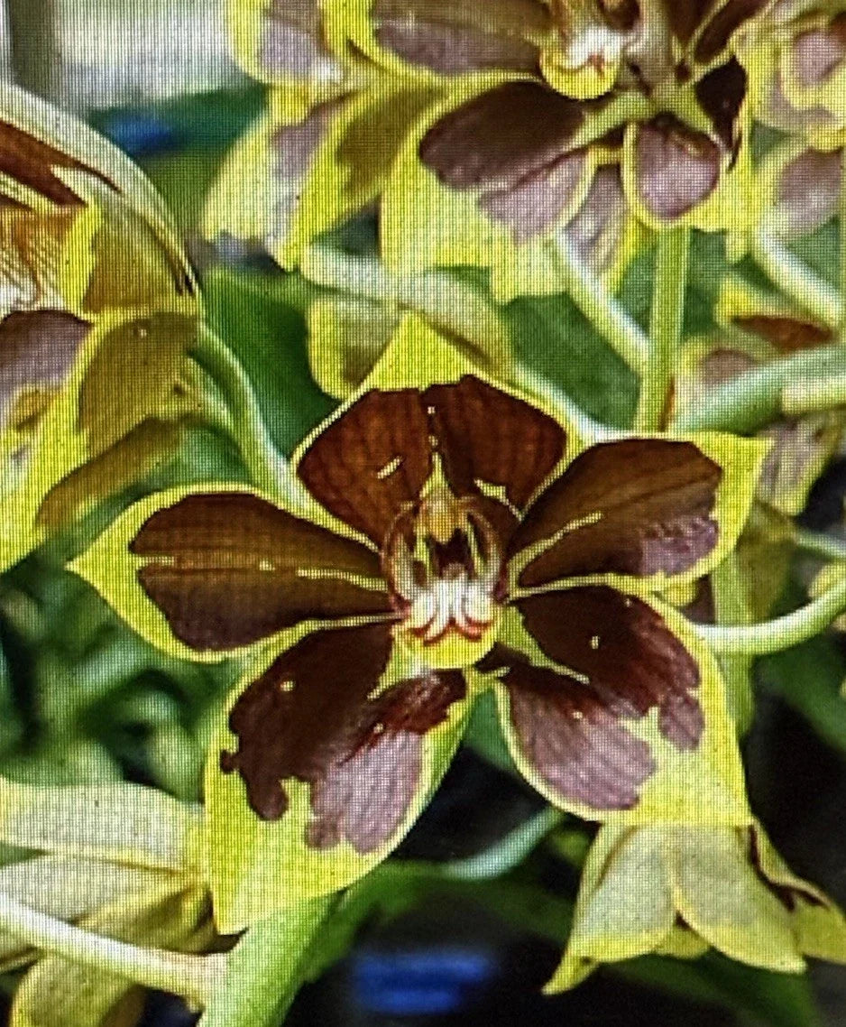 Small Rooted Orchid Bulb - Bare Root Orchidaceae for Repotting & Indoor Gardens