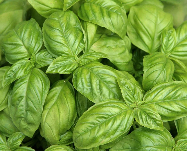 Sweet Basil Seeds Pack of 200+ | Ocimum basilicum | Culinary Herb for Indoor & Outdoor Gardens