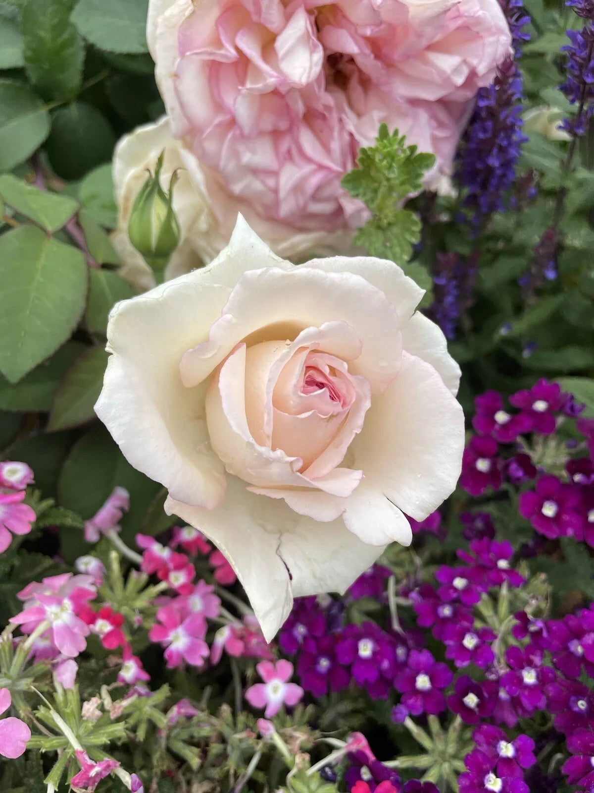 Pink Enchantment Rose Cuttings - 3 Unrooted Fresh 6" Long Rosa 'Pink Enchantment'