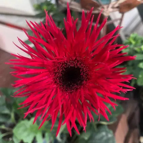 Red Gerbera Spider Daisy Seeds, 50+ Pack, Vibrant Red Flowers, Gerbera jamesonii, Easy to Grow, Garden Planting