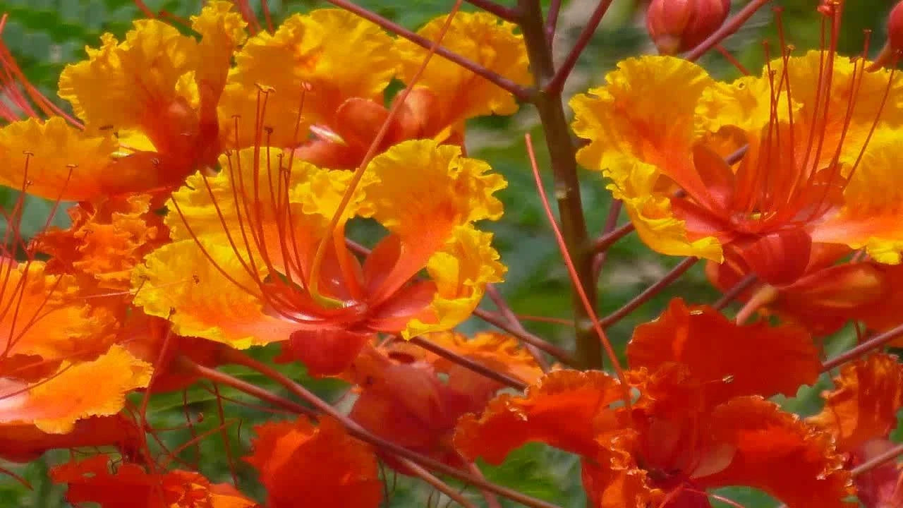 Red Bird of Paradise Seeds - 12 Barbados Flower Seeds - Caesalpinia Pulcherrima - Vibrant Red and Orange Blooms