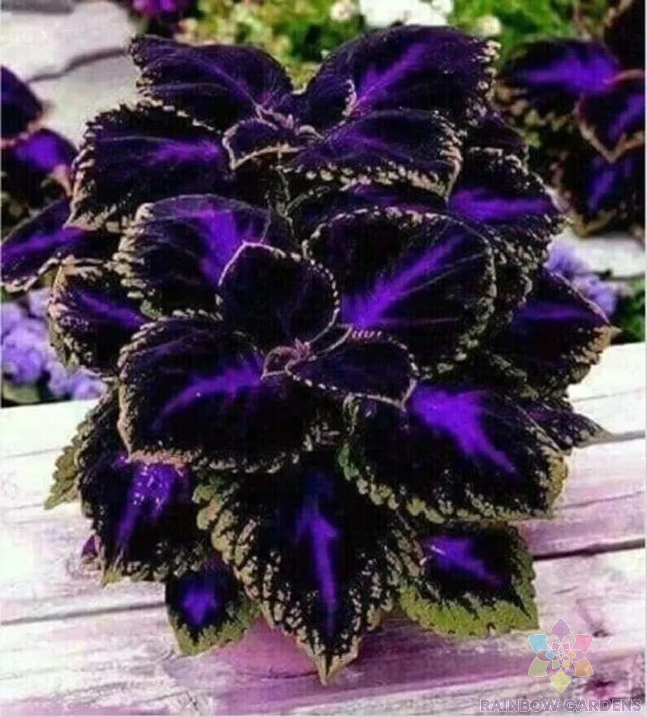 Black Purple Coleus Seeds - 25+ Non-GMO Garden Planting, Solenostemon scutellarioides