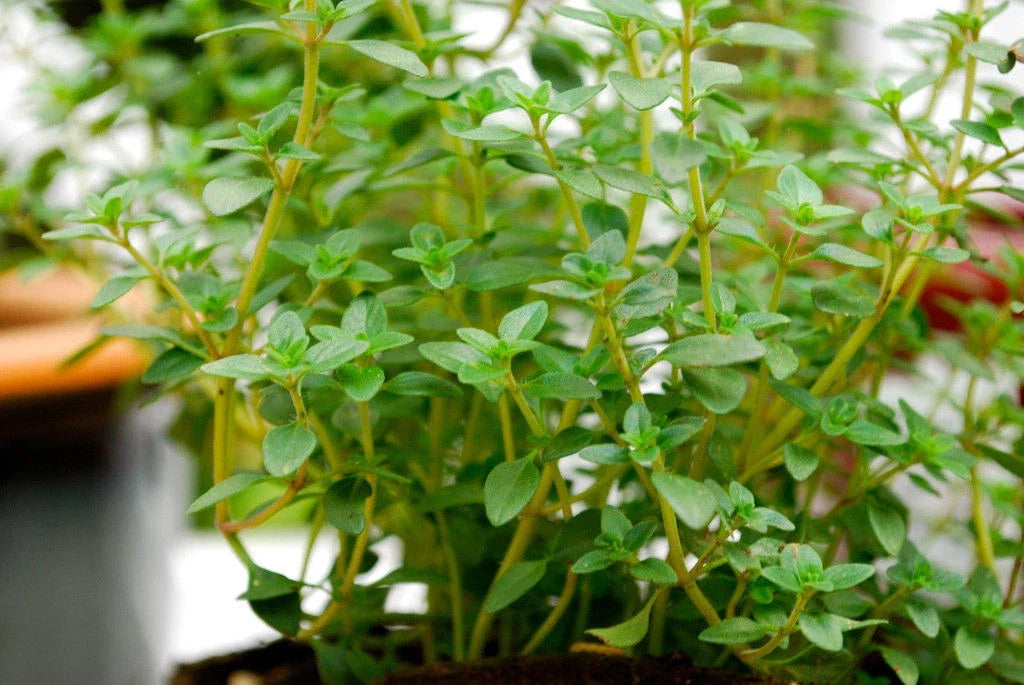 German Thyme Seeds - Perennial Herb - Thymus vulgaris - 320 Seeds for Culinary & Garden Use