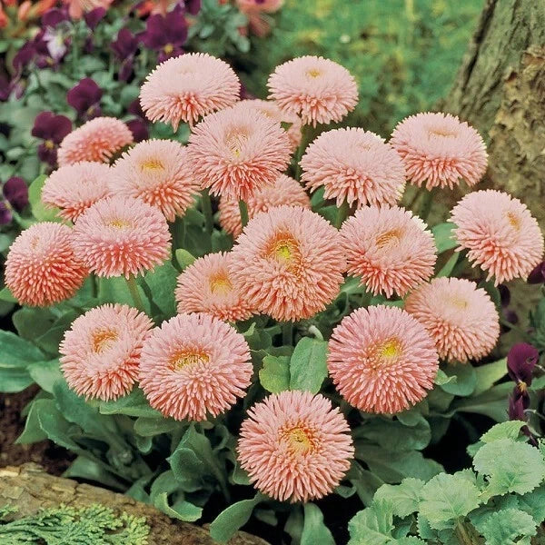 Peach English Daisy Seeds - Bellis perennis, 200+ Seeds for Garden, Annual, Compact 6-12 inches, USA Grown
