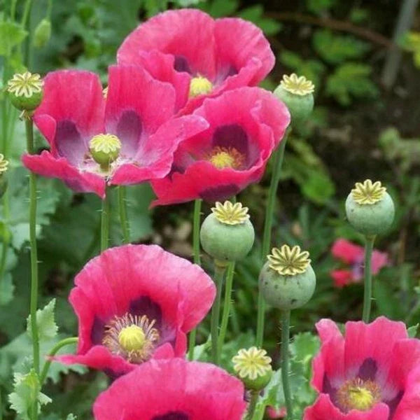 Culinary Poppy Seeds 1000 Non-GMO Pink/Purple PEPPERBOX Papaver somniferum Seed Packet
