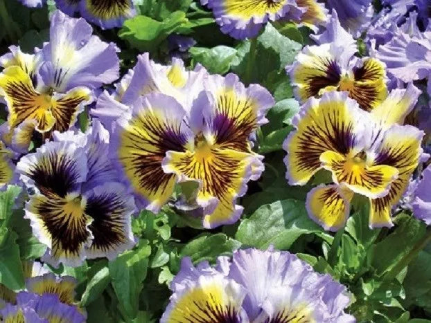 Pansy Seeds 50 Count | Frizzle Sizzle Yellow Blue Swirl | Viola tricolor | Flower Seeds for Garden, Containers & Borders