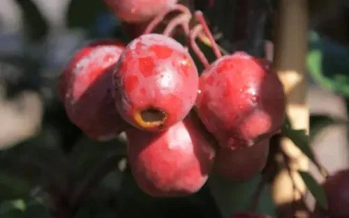 Red Obelisk Crabapple Seeds - 25+ Malus x 'Red Obelisk' Ornamental Tree Seeds for Garden Planting
