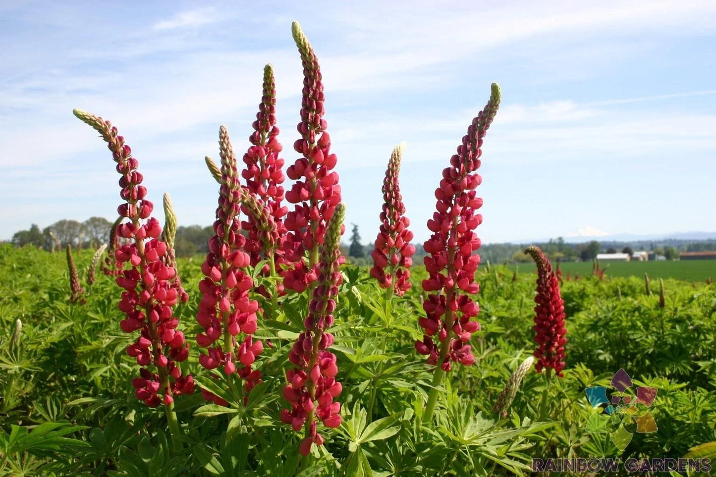 Russell Red Lupine Seeds – 25+ Packets for Garden Planting, Lupinus polyphyllus, Vibrant Red Flowers, Attracts Pollinators, USA Grown