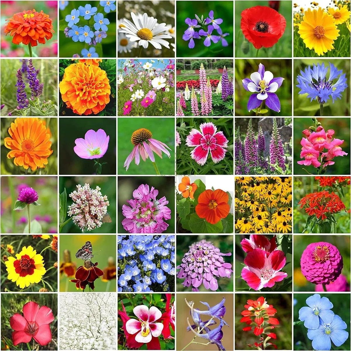 Wildflower Seeds Bulk Package - 10,000+ Seeds, 34 Perennial Varieties for Gardens & Pollinators