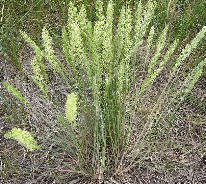 June Grass Seeds - 250 Pack, Ornamental Koeleria macrantha, Perennial Grass for Borders & Gardens