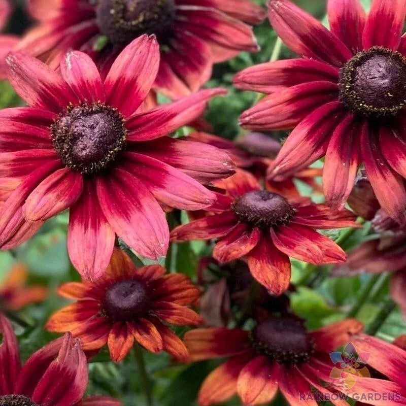 Cherry Brandy Rudbeckia Seeds - 200+ Non-GMO Garden Seeds for Planting, Rudbeckia hirta, Perennial Flowers for Pollinators