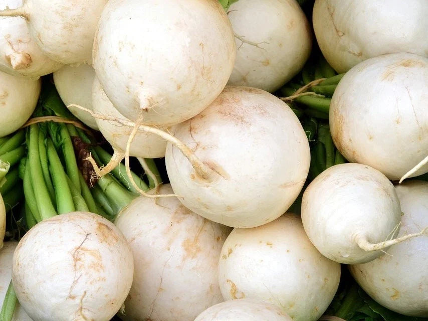 White Beauty Radish Seeds - Heirloom Raphanus sativus, Fast-Germinating, Crunchy, White Radishes for Salad & Garnish, Packet Sizes