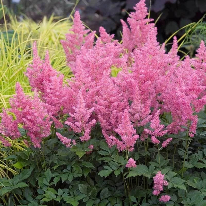 Astilbe Plant 2-Year-Old Fully Rooted Pink Flowers for Shade Gardens, Borders, and Containers - Astilbe spp.