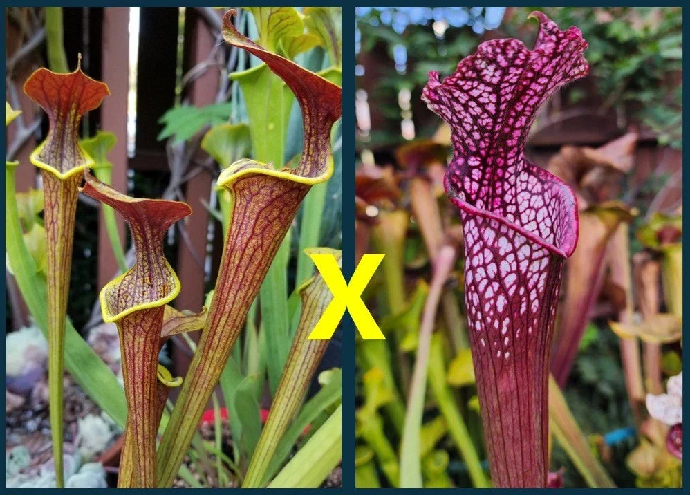 Sarracenia Seeds 2025 - Wasp (Flava x Alata) x Leucophylla Neon Pink Carnivorous Plant Seeds