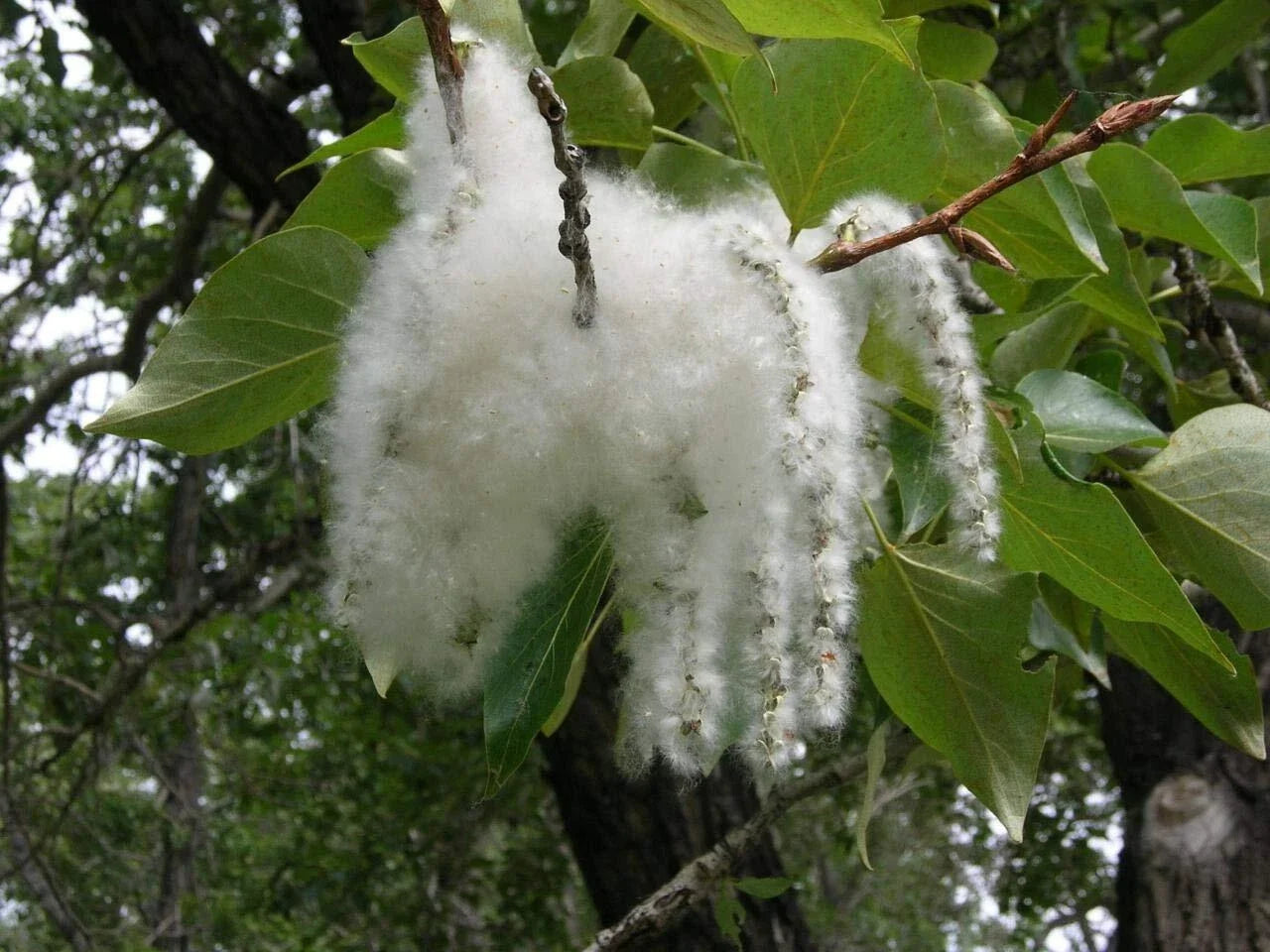 Cottonwood Tree Cuttings 2 Pack - Fast Growing Shade Trees Populus deltoides for Landscaping and Garden