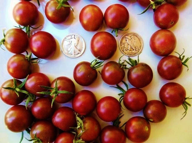 Black Cherry Tomato Seeds - Heirloom, Super Sweet, 30 Seeds, Solanum lycopersicum, Container & Garden Bed Planting