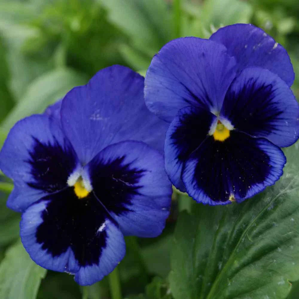 Pansy Ullswater II Deep Blue Seeds - Swiss Giant Long Stem Cutting 2024