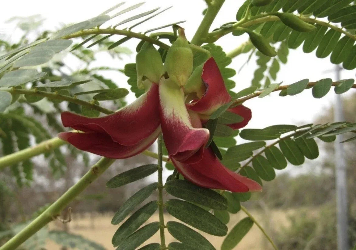 Hummingbird Tree Seeds, Red Agati Flower Plant, Sesbania grandiflora, Fast-Growing Flowering Tree, Wildlife Attractant, 20+ Seeds