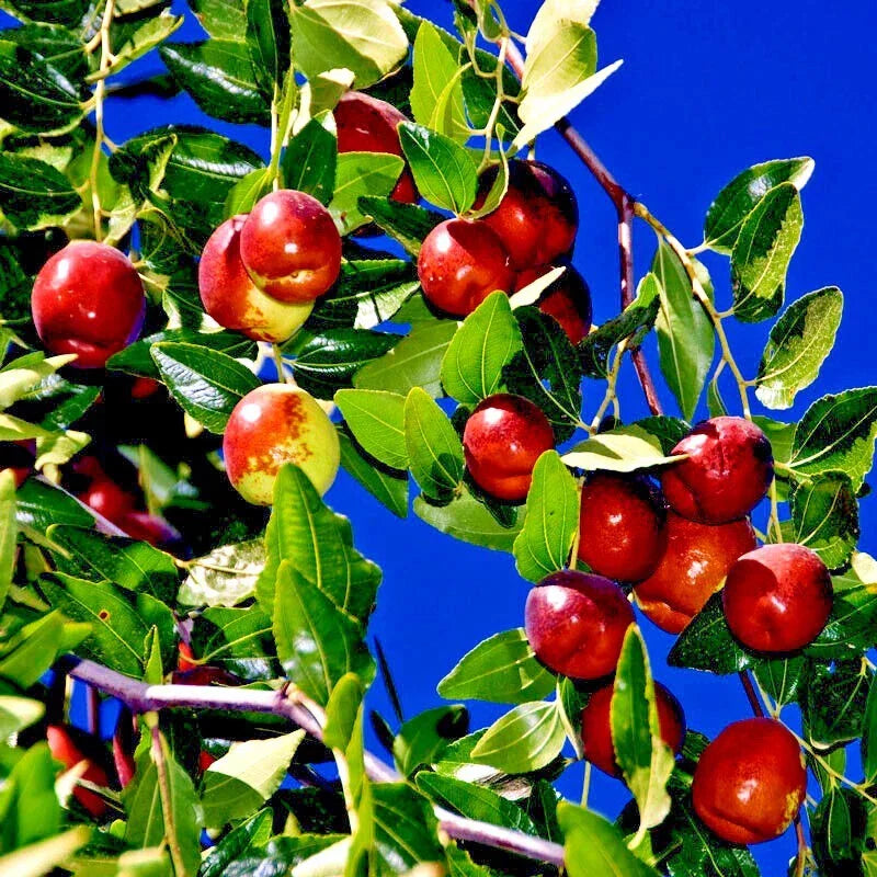 10 Jujube Fruit Tree Seeds - Red Chinese Date, Hardy Fast Growing Ziziphus jujuba