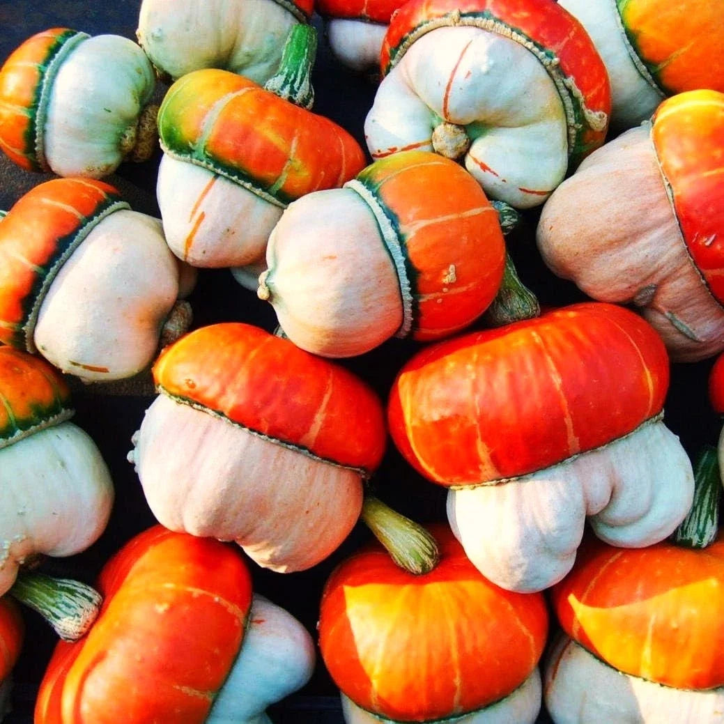 Mini Red Turban Ornamental Gourd Seeds - Elf Houses, Vibrant Red & Green Striped, Cucurbita maxima, Decorative & Crafting Seeds