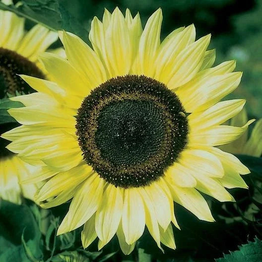 Lemon Queen Sunflower Seeds - 100 Pack, Helianthus annuus, Bright Yellow Blooms, Full Sun, Garden Planting