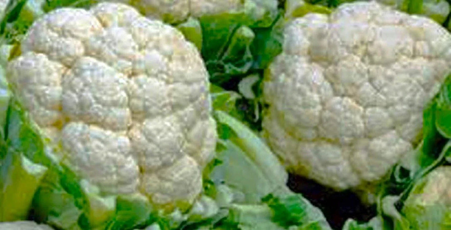 Snowball Y Improved Cauliflower Seeds - 200+ Non-GMO Brassica oleracea for Home Garden
