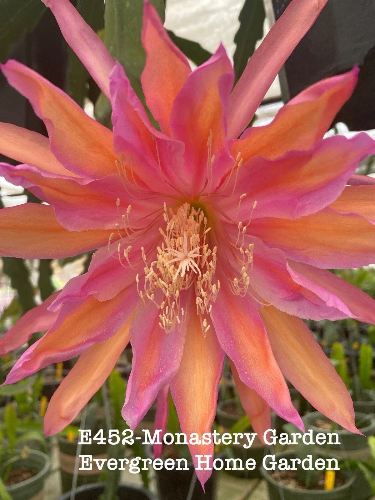 Rooted Epiphyllum Orchid Cactus 4" Starter Pot - Monastery Garden, Indoor Houseplant, Epiphyllum spp.