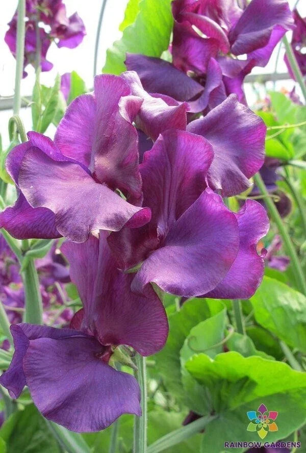 Sweet Pea Seeds - 50+ Pack, Welcome to Yorkshire Variety, Fragrant Climbing Vines, Lathyrus odoratus, USA Grown, Free Shipping