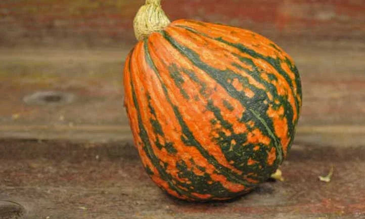 Lakota Winter Squash Seeds - Organic Heirloom Cucurbita pepo