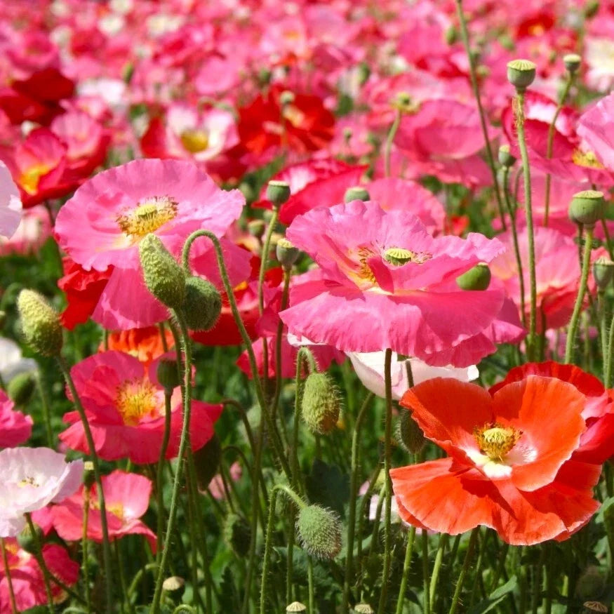 Shirley Poppy Seeds Mix | Pink Red Wildflower Seeds | Papaver rhoeas | Easy to Grow, Pollinator Friendly, 100 Seeds