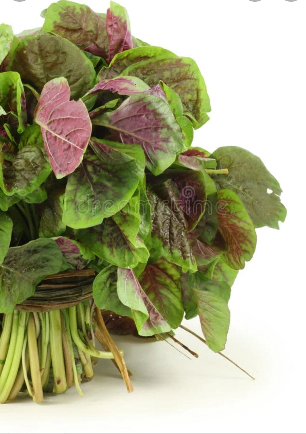 Red Amaranth Seeds - 200+ Count, Chinese Spinach, Yin Cho Callaloo, Amaranthus tricolor, Edible Herb, Vibrant Foliage