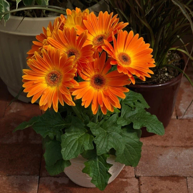 Majorette Gerbera Daisy Seeds - 200+ Count, Vibrant Colors, Easy to Grow, Gerbera jamesonii, Garden Planting, Non-GMO, Full Sun