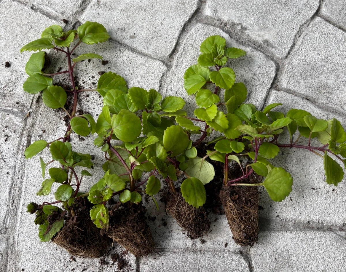 Swedish Ivy Live Plants 4-Pack - Creeping Charlie Plectranthus verticillatus Rooted in Soil for Indoor & Outdoor Shading