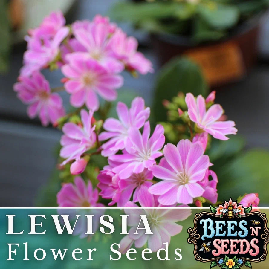 Lavender Lewisia Seeds - Non-GMO Flower Seeds, 35 or 100 Pack, Lewisia cotyledon, Perennial, Vibrant Fragrant Flowers