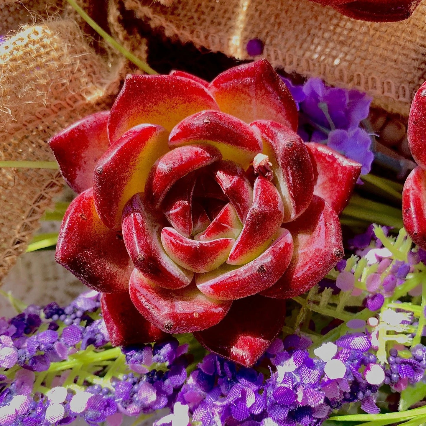 Live Echeveria Daredevil Succulent Bare Root Plant for Garden, Office, Wedding Favors - Echeveria elegans