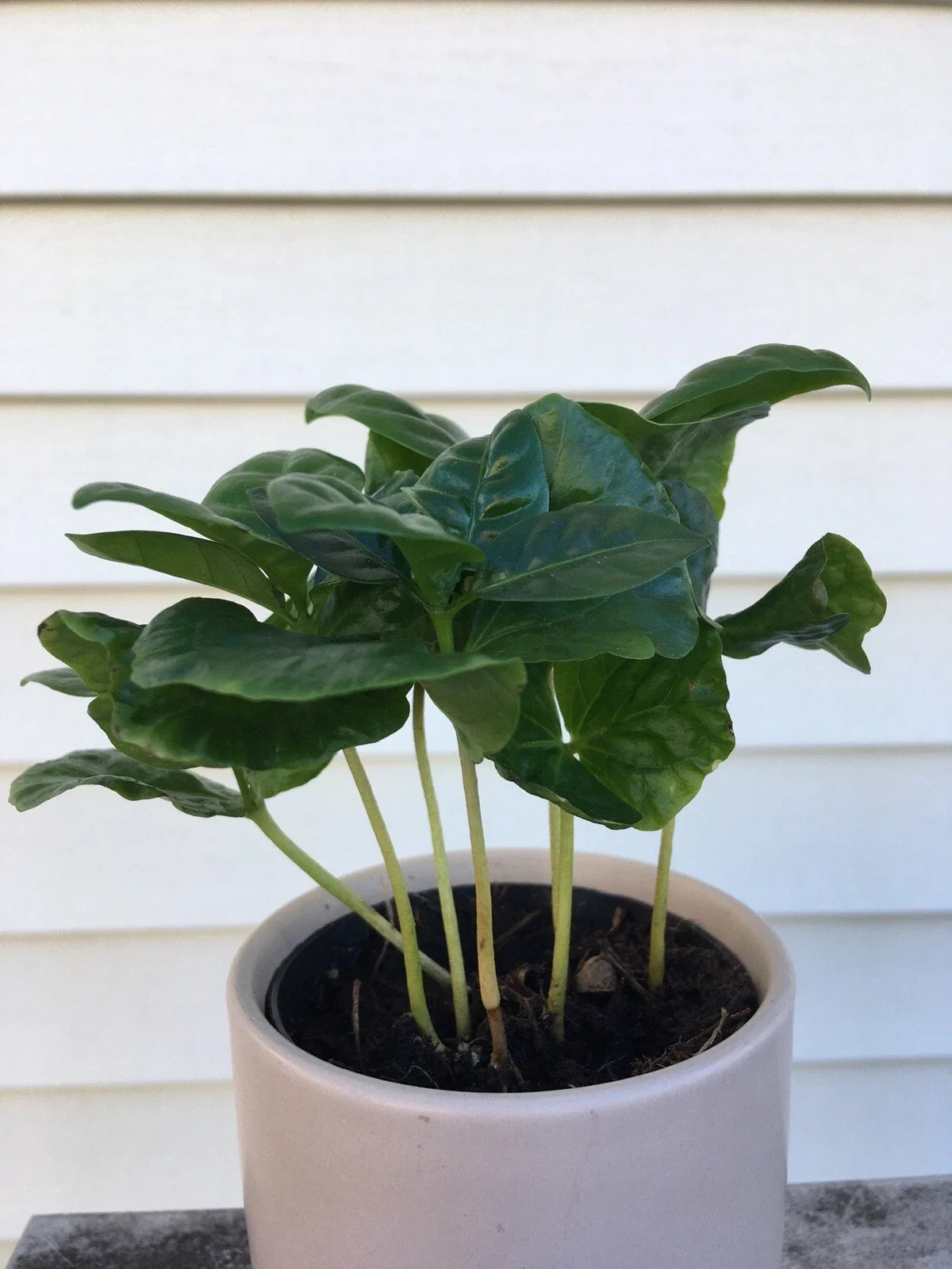 Coffee Arabica Potted Plant | Live Indoor Coffee Plant | Coffea Arabica in 6-inch Pot