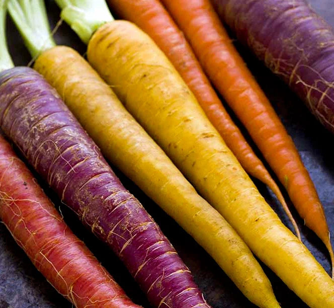 Rainbow Carrot Seeds 500+ Non-GMO Red Purple Orange Vegetable Garden Daucus carota