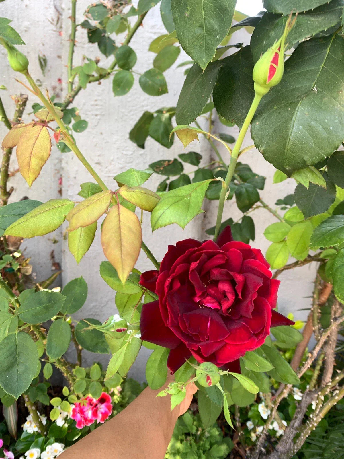 Dark Maroon Rose Cuttings 6 Inch Long Fragrant Rosa spp.