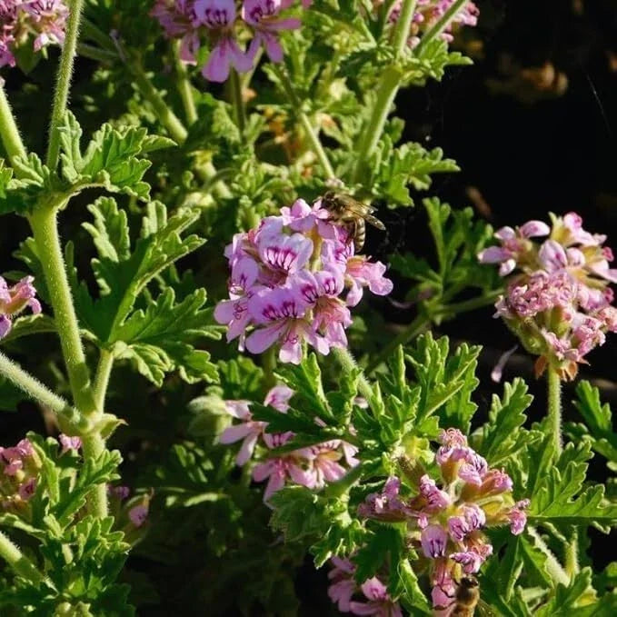 Citronella Herb Plants - Set of 2 Live Mosquito-Repelling in 4" Pots