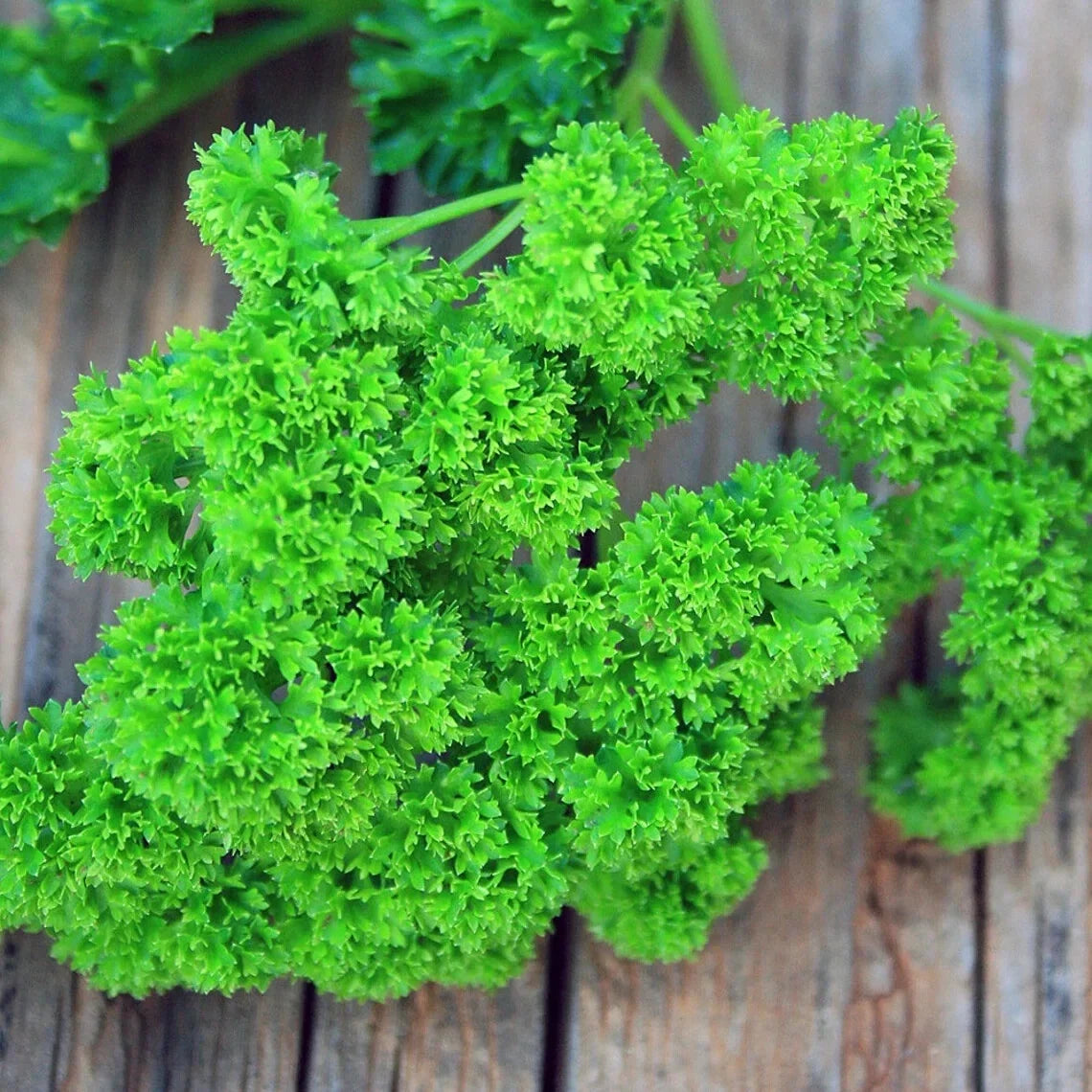 Curled Parsley Live Starter Plants Set of 2 – Petroroselinum crispum, Triple Moss, Herb Garden, Indoor & Outdoor Cultivation