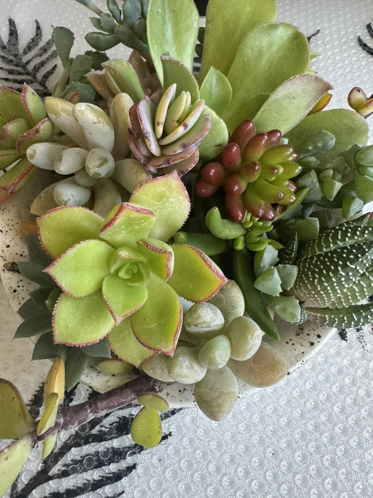 10 Assorted Succulent Cuttings for Dish Gardens and Terrariums – Perfect for DIY Mini Fairy Gardens