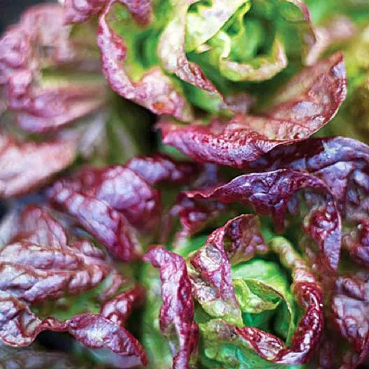 Marvel of Four Seasons Lettuce Seeds - Non-GMO Heirloom Loose-Leaf Lettuce Lactuca sativa, 600 Seeds for Home Gardening
