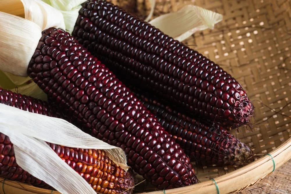 Purple Corn Seeds - Bootlegger Variety, Zea mays, Heirloom, Drought-Resistant, Full Sun, 50 Pack