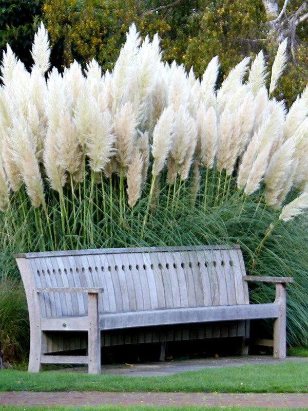 White Pampas Grass Seeds - 100+ Non-GMO Cortaderia selloana for Garden