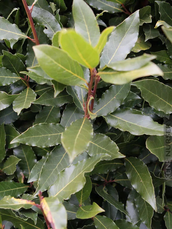 Bay Leaf Tree Starter Plant - Laurus nobilis - Sweet Bay - Rooted Small Size for Culinary & Garden Use